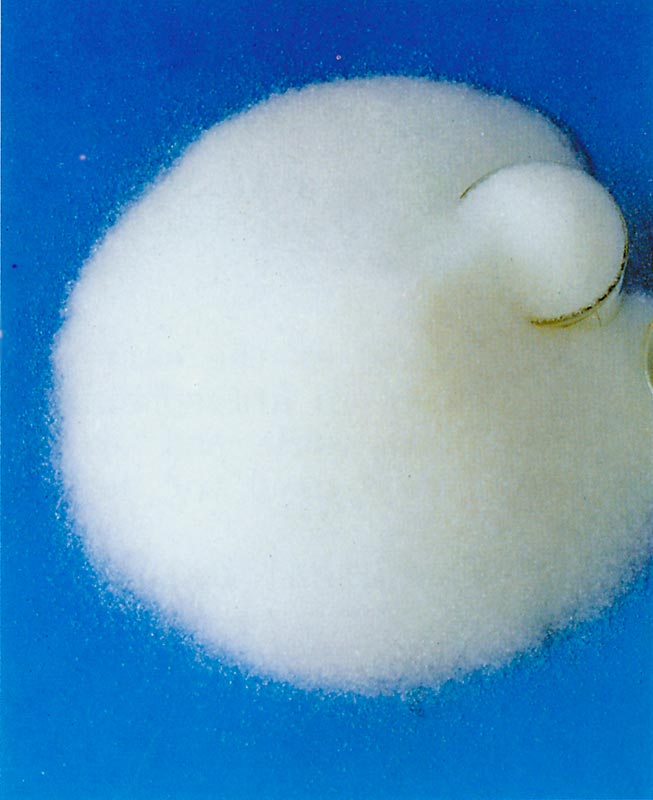 Activated Silica Gel(FSG-ASG)